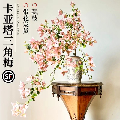 小众三角梅品种多分叉飘枝老桩苗