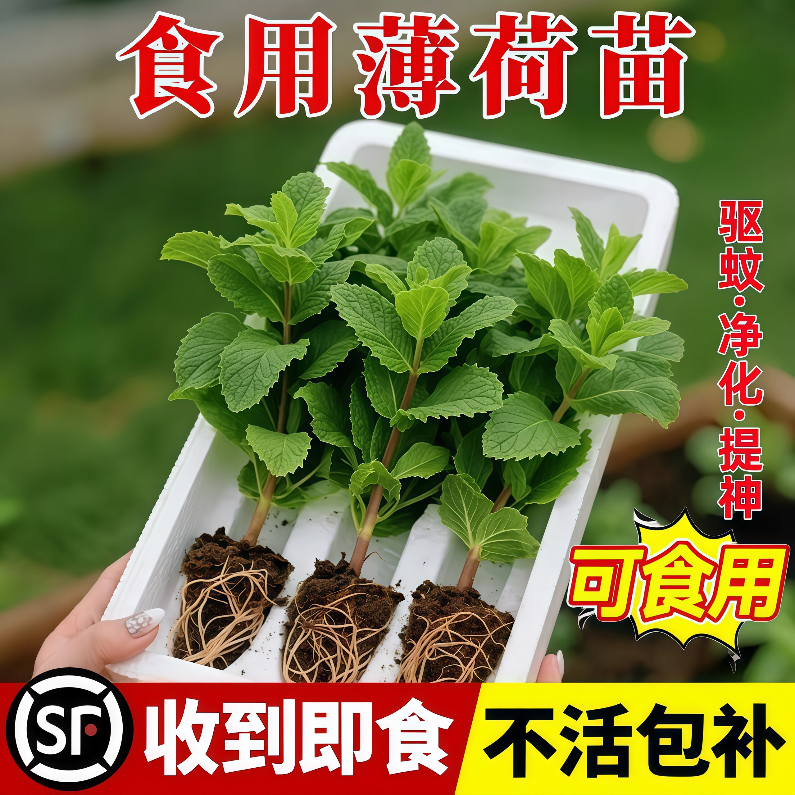 【食品点缀夏季必备清凉薄荷】图片