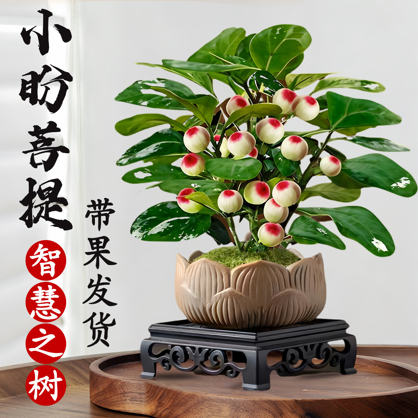 小盼菩提树盆栽带果老桩盆景办公室绿植客厅桌面植物室内禅意摆件,鲜花速递/花卉仿真/绿植园艺,绿植,淘宝优惠券,粉丝福利购,淘宝优惠卷