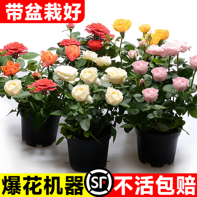 玫瑰花苗盆栽带花苞四季开花