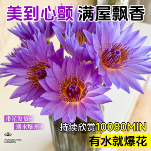 紫色睡莲鲜花云南基地直发鲜切花花束荷花莲花水培植物带花苞插花