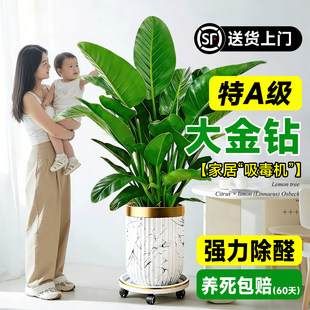 大盆金钻盆栽净化空气绿公主办公室内绿植物大叶绿萝柱去除甲醛