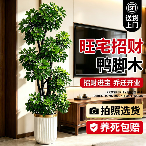 【全网热销10W+】旺宅鸭脚木盆栽