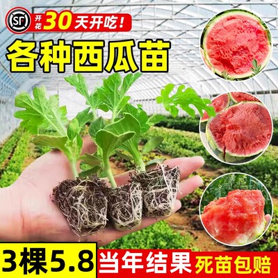 【30天开吃】8424麒麟美都西瓜苗
