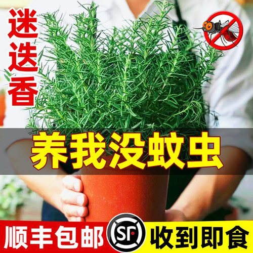 迷迭香盆栽可食用煎牛排驱蚊植物