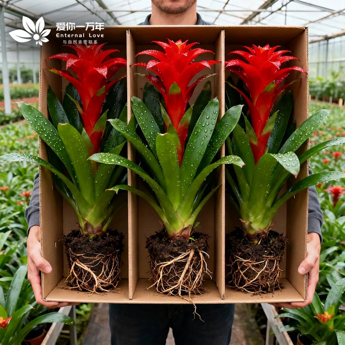 鸿运当头盆栽年宵花卉植物室内水培绿植物凤梨花大苗四季开花红掌