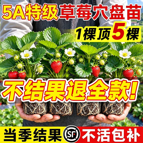 四季结果特大号草莓盆栽种子