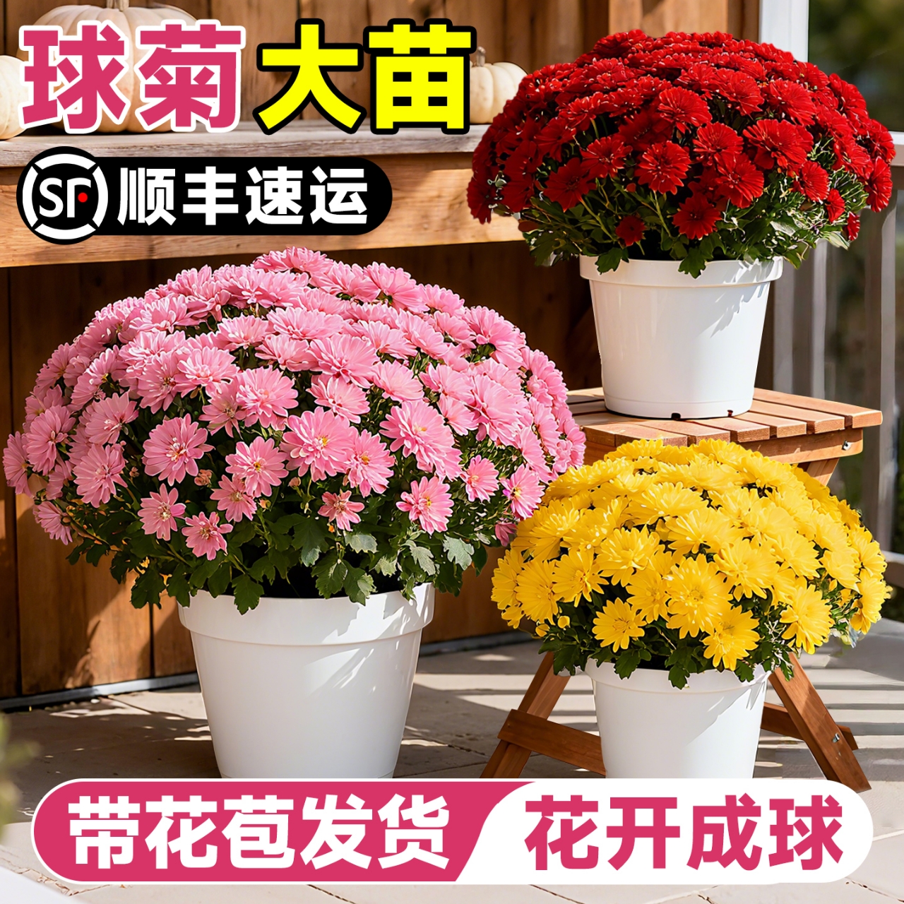 菊花盆栽带花苞发货球菊花四季开