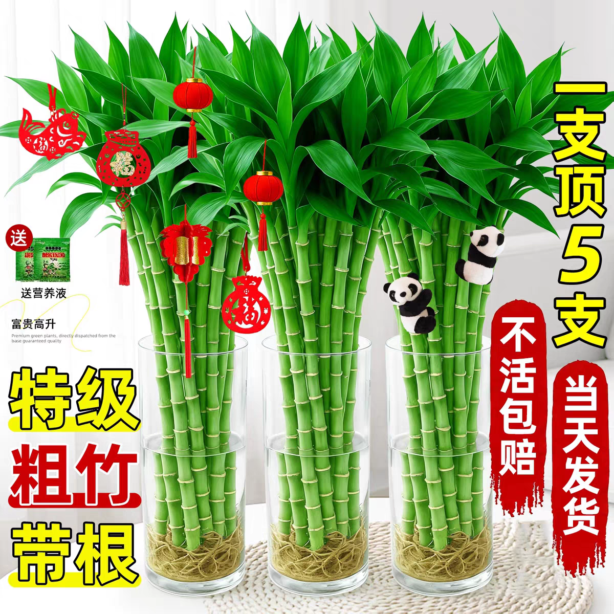 富贵竹水培植物客厅招财粗竹水养室内好养节节高绿植办公桌文昌竹,鲜花速递/花卉仿真/绿植园艺,大型绿植/成品组合盆栽,淘宝优惠券,粉丝福利购,淘宝优惠卷
