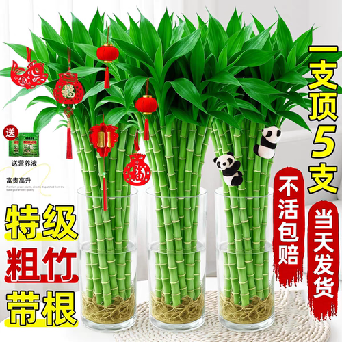 【全网热销10W+】富贵竹客厅招财