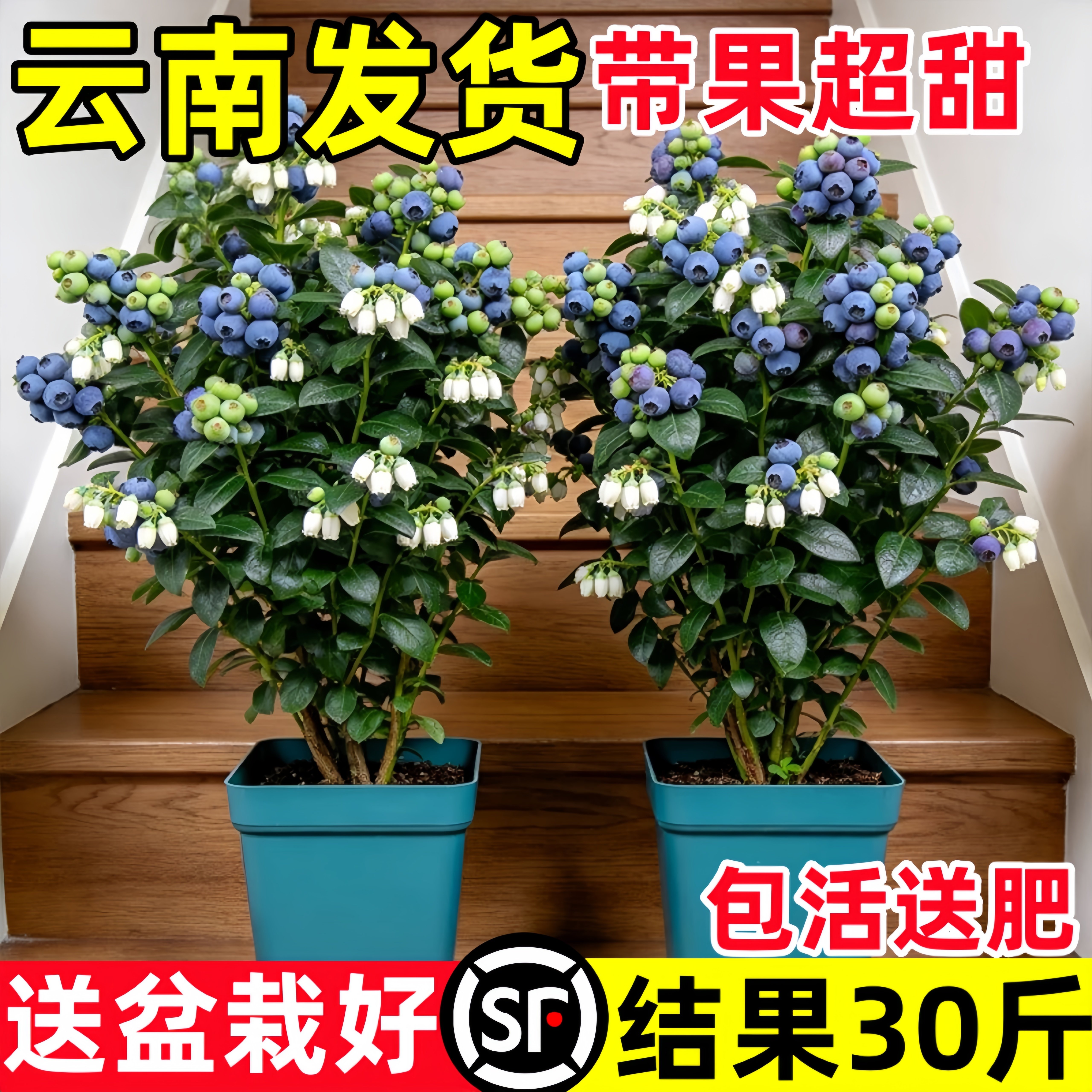 蓝莓树果苗盆栽特大带果蓝梅树苗南北方种植水果苗车厘子四季结果
