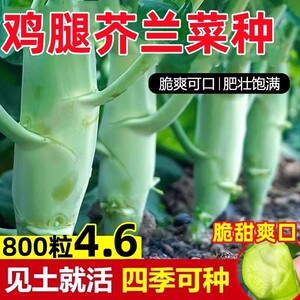 鸡腿芥兰菜种籽四季蔬菜种孑大全菜园阳台盆栽菜苗头广东芥兰种子