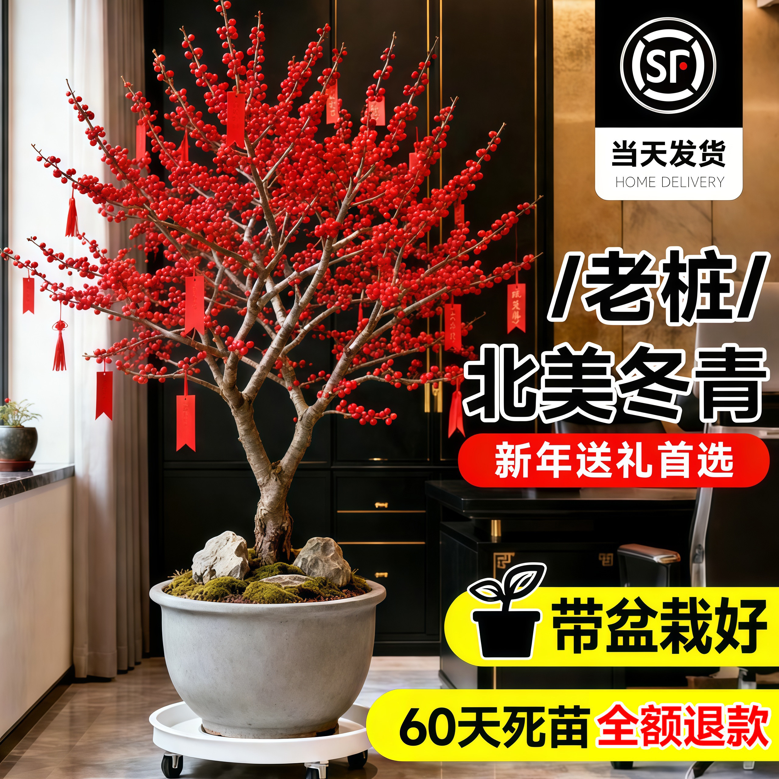 【送礼首选】进口北美冬青红果