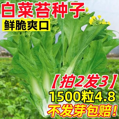 【拍2发3】速生奶油白菜苔种籽