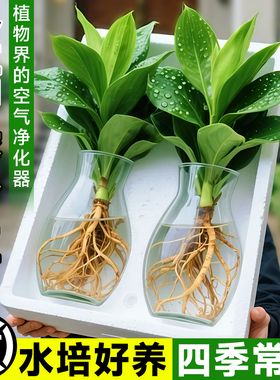 水培大叶金钻绿植绿公主盆栽带花苞室内纯水养植物办公室桌面花卉