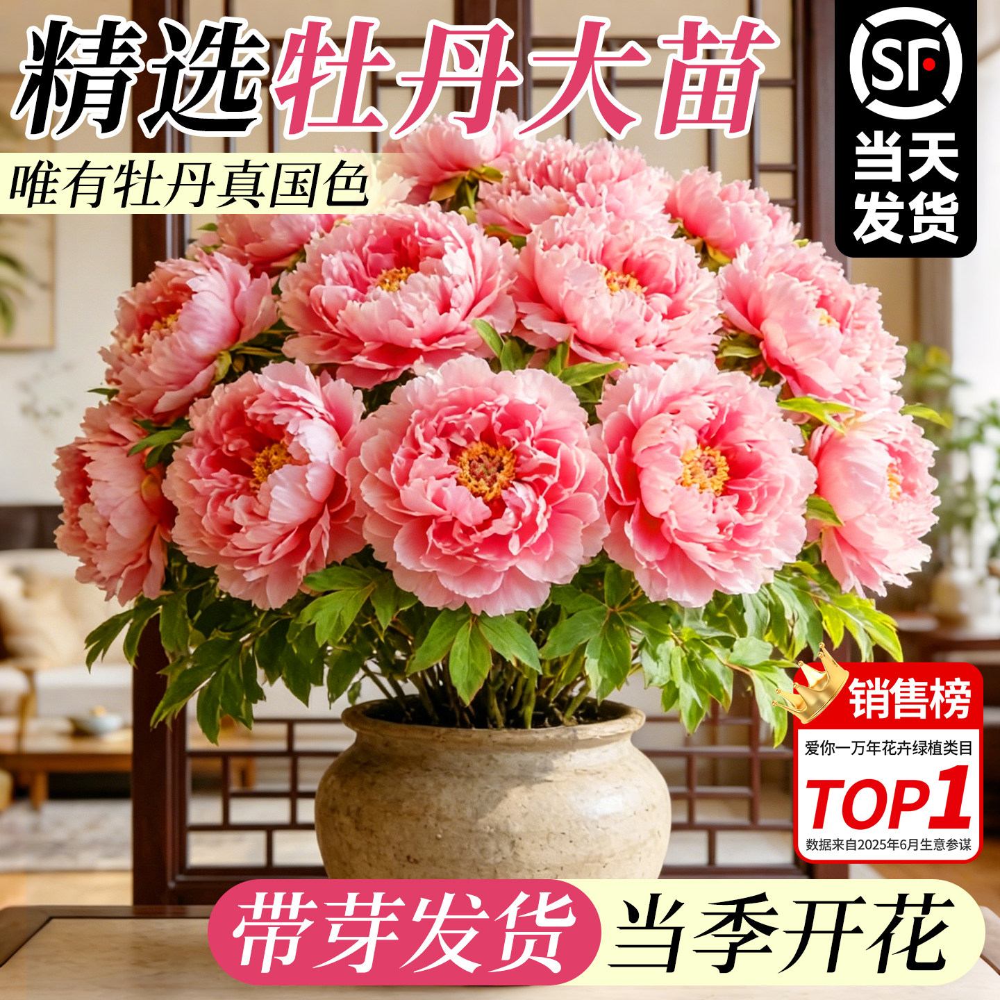 牡丹花大苗盆栽洛阳正宗老桩庭院室内外花种四季重瓣牡丹树苗