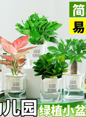 绿植幼儿园小盆栽好养活水培植物四季种植绿萝室内花卉办公室桌面