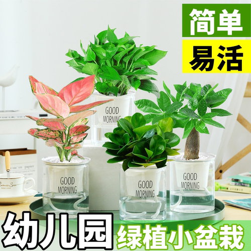 幼儿园好养绿植小盆栽水培植物