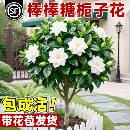 栀子花大苗带花苞适合懒人养