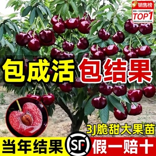 正宗车厘子树苗山东大樱桃各种果树果苗嫁接盆栽水果树南方北种植