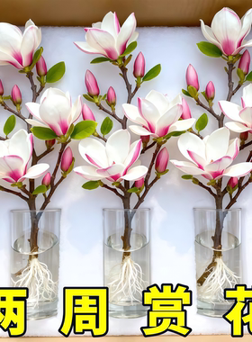 带花苞玉兰花水培鲜切花玉兰鲜枝真花过年花束盆栽客厅摆件年宵花