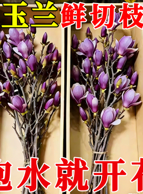 水培植物玉兰花鲜切枝带花苞腊梅干枝红梅鲜花卉室内好养四季开花