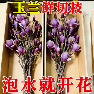 水培植物玉兰花鲜切枝带花苞腊梅干枝红梅鲜花卉室内好养四季开花