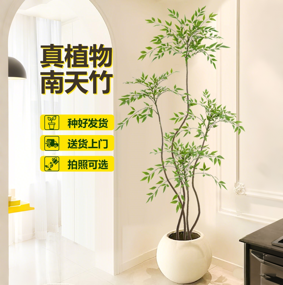 南天竹盆栽客厅真树室内绿植大型植物树苗办公室火焰老桩落地造景,鲜花速递/花卉仿真/绿植园艺,大型绿植/成品组合盆栽,淘宝优惠券,粉丝福利购,淘宝优惠卷