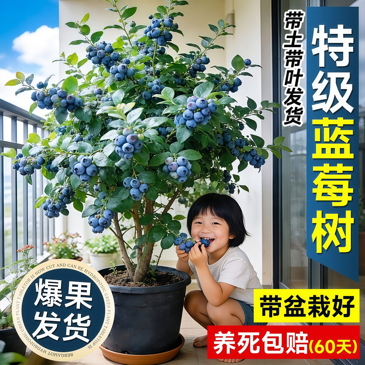特级蓝莓树果苗盆栽特大号带果子L25阳台庭院南北方种植四季水果