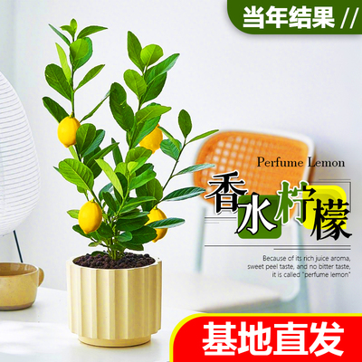 香水柠檬树盆栽室外四季常青可食用水果树苗叶子清香阳台植物盆景