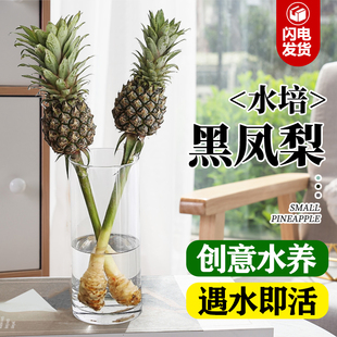 水培植物小菠萝带杆可食用黑凤梨香蕉室内水养绿植鲜花云南直发