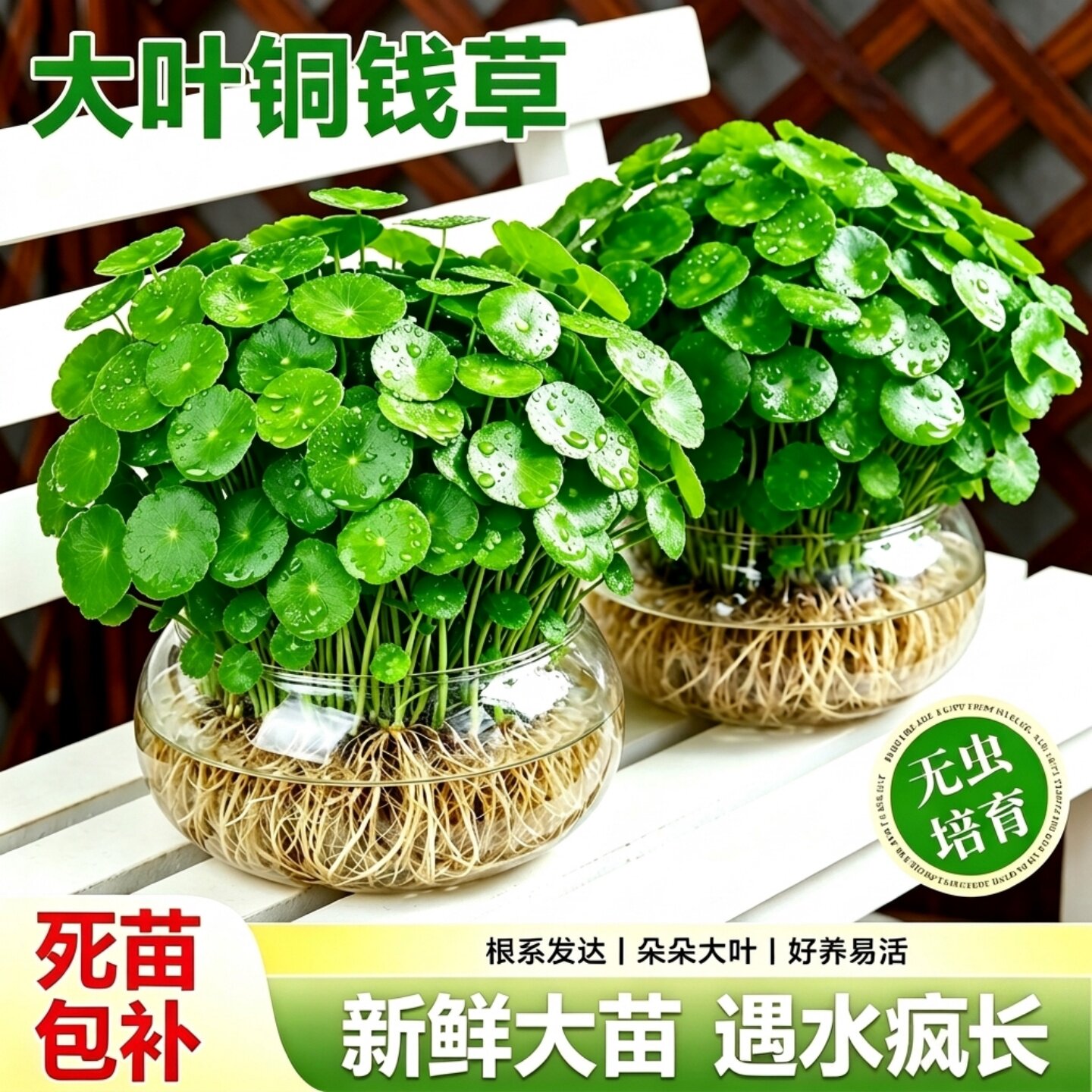 铜钱草水培金特大叶号苗四季土水下好养鱼缸专用正宗老桩盆栽绿植