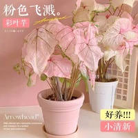 【唯美ins風(fēng)】彩葉芋海芋大全