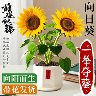向日葵盆栽帶花高考一舉奪魁光輝歲月太陽花苗室內(nèi)好養(yǎng)活花卉綠植