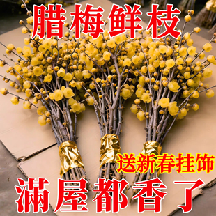 水培植物腊梅花鲜花鲜切花干枝支腊梅年宵花卉绿植客厅摆放带花束