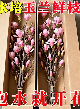 【遇水开花】水培植物白玉兰紫玉兰鲜花鲜切花带花苞室内好养绿植