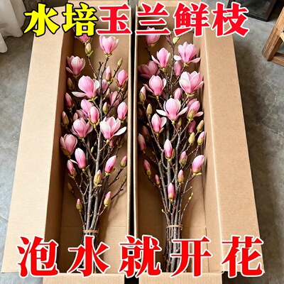 【遇水开花】培植物白玉兰