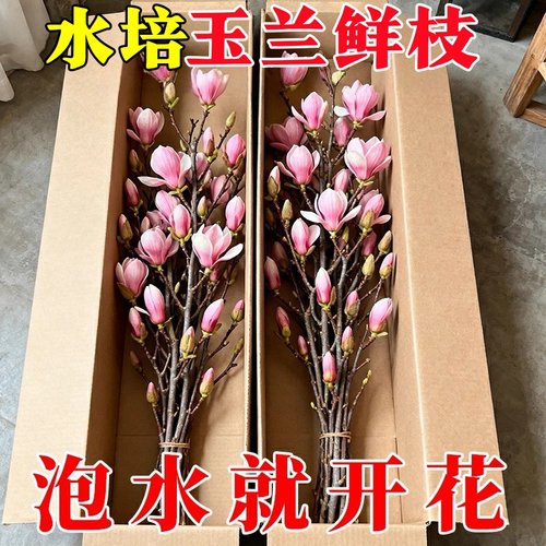 【遇水开花】培植物白玉兰