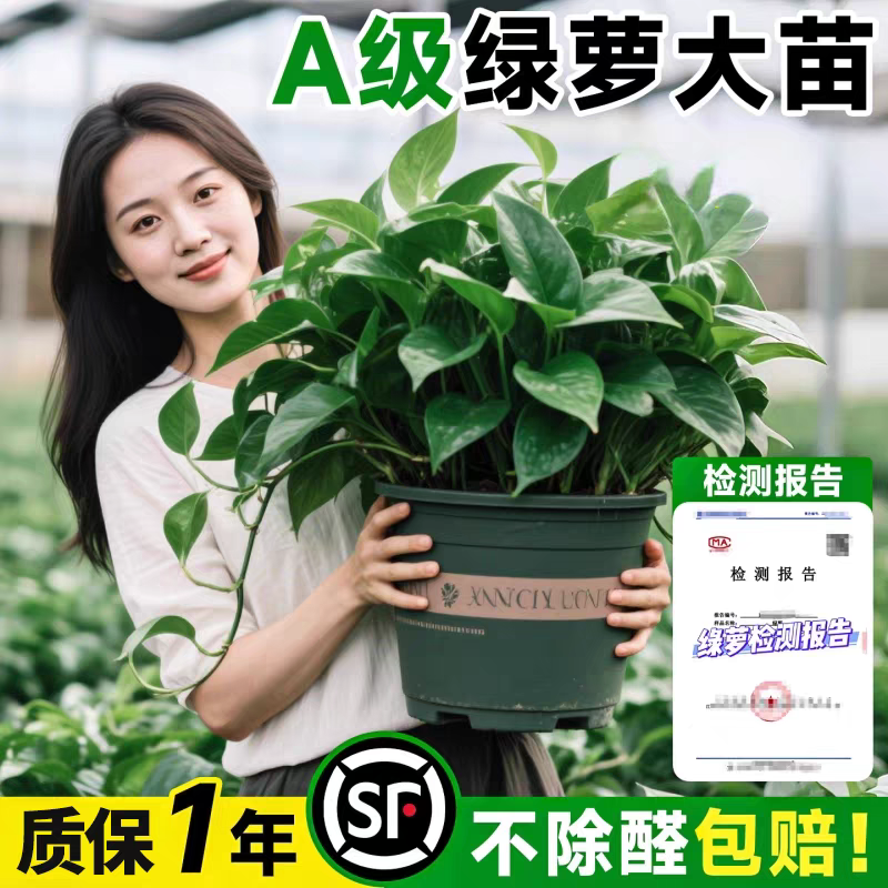 绿萝盆栽室内植物花卉水培