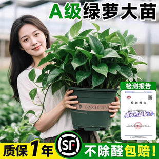 绿萝盆栽室内植物花卉绿植水培长藤垂吊大叶绿箩新房家用净化空气