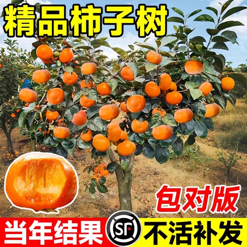 【当年结果】柿子树果苗嫁接盆栽