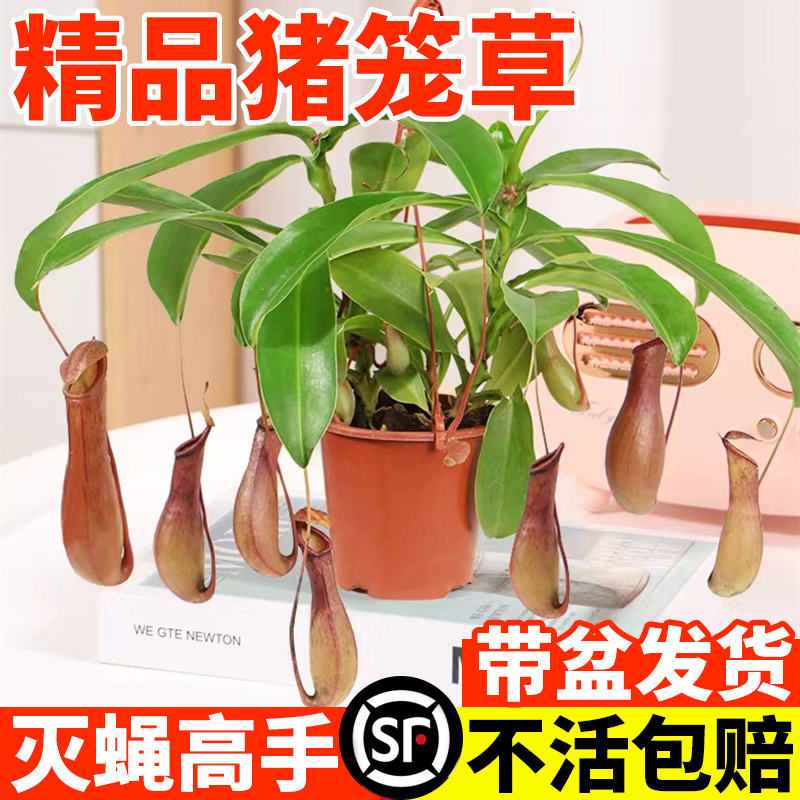 捕虫高手！猪笼草盆栽捕蝇草驱蚊