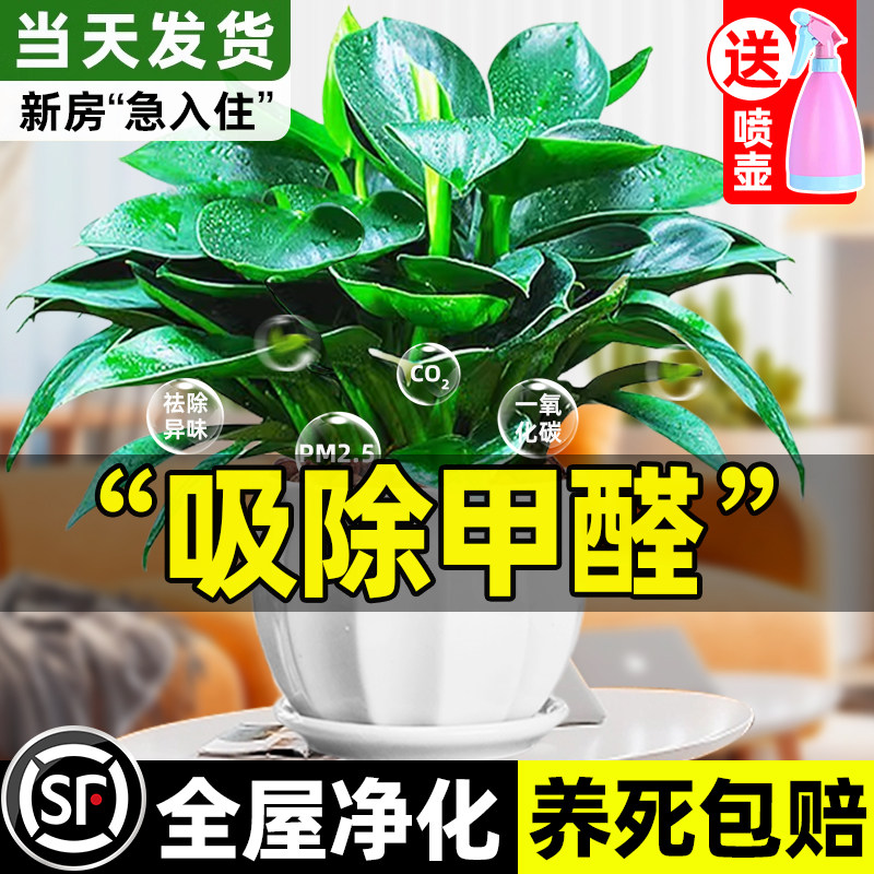 金钻盆栽绿萝箩室内花卉植物水培绿植好养活多肉新房吸除甲醛客厅,鲜花速递/花卉仿真/绿植园艺,绿植,淘宝优惠券,粉丝福利购,淘宝优惠卷