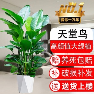 天堂鸟绿植盆栽客厅办公室内大型花卉大叶植物新房吸甲醛发财树