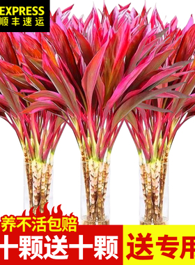 紫竹鸿运当头富贵竹水培植物粗杆带根客厅招财竹子室内好养活花卉