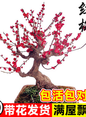 红梅老桩树苗盆栽腊梅盆景花卉室内外庭院耐寒冬季好养四季绿植物