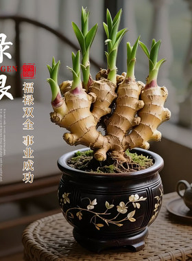 禄根盆栽带芽灵草好养生姜盆栽