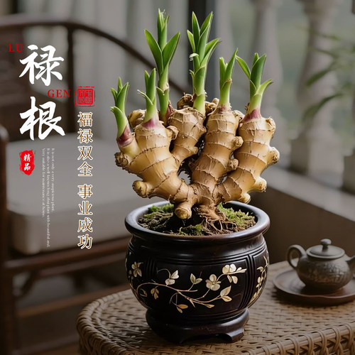 禄根盆栽带芽灵草好养生姜盆栽