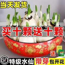 漳州水仙花种球盆栽水养重瓣花卉绿植四季开花洋水仙室内水培植物