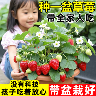 奶油草莓苗盆栽带花带果带土红颜红美玲四季 结果阳台种植秋冬苗秧